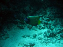 vignette Nouvelle-Caledonie_275.jpg 