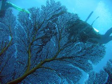 vignette Nouvelle-Caledonie_278.jpg 