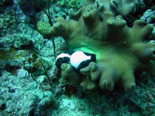 vignette Nouvelle-Caledonie_288.jpg 