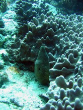 vignette Nouvelle-Caledonie_291.jpg 