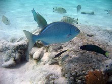 vignette Nouvelle-Caledonie_318.jpg 