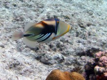 vignette Nouvelle-Caledonie_321.jpg 