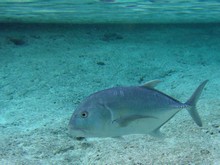 vignette Nouvelle-Caledonie_325.jpg 