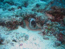 vignette Nouvelle-Caledonie_362.jpg 