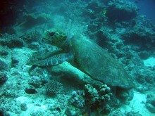 vignette Nouvelle-Caledonie_380.jpg 