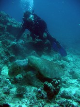 vignette Nouvelle-Caledonie_386.jpg 