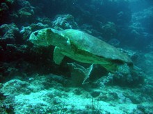 vignette Nouvelle-Caledonie_392.jpg 