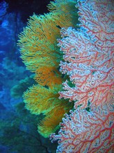 vignette Nouvelle-Caledonie_492.jpg 