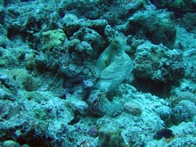 vignette Nouvelle-Caledonie_729.jpg 