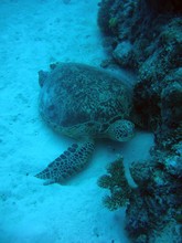 vignette Nouvelle-Caledonie_730.jpg 