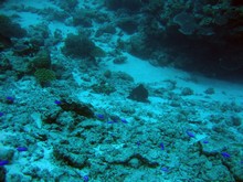 vignette Nouvelle-Caledonie_739.jpg 