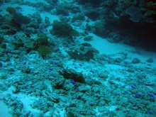 vignette Nouvelle-Caledonie_741.jpg 