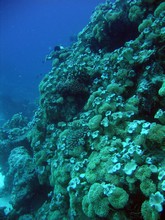 vignette Nouvelle-Caledonie_743.jpg 