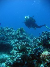 vignette Nouvelle-Caledonie_746.jpg 