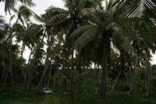 vignette Nouvelle-Caledonie_759.jpg 