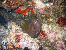 vignette Nouvelle-Caledonie_764.jpg 