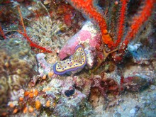vignette Nouvelle-Caledonie_767.jpg 