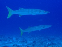 vignette Nouvelle-Caledonie_768.jpg 