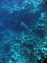 vignette Nouvelle-Caledonie_771.jpg 