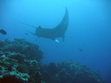 vignette Nouvelle-Caledonie_774.jpg 
