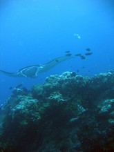 vignette Nouvelle-Caledonie_775.jpg 
