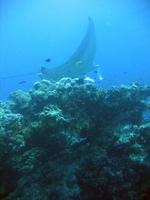 vignette Nouvelle-Caledonie_779.jpg 