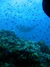 vignette Nouvelle-Caledonie_782.jpg 