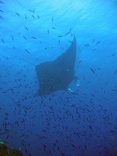 vignette Nouvelle-Caledonie_783.jpg 
