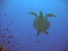vignette Nouvelle-Caledonie_786.jpg 
