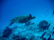 vignette Nouvelle-Caledonie_792.jpg 