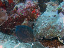 vignette Nouvelle-Caledonie_796.jpg 