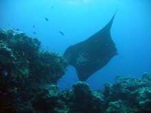 vignette Nouvelle-Caledonie_798.jpg 