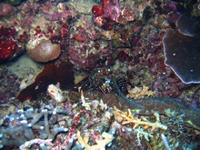 vignette Nouvelle-Caledonie_826.jpg 