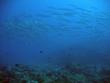 vignette Nouvelle-Caledonie_829.jpg 