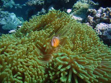 vignette Nouvelle-Caledonie_853.jpg 
