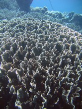 vignette Nouvelle-Caledonie_854.jpg 
