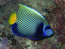 vignette Nouvelle-Caledonie_927.jpg 