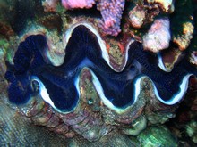 vignette Nouvelle-Caledonie_929.jpg 