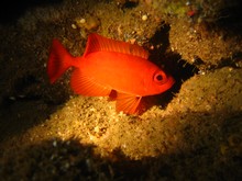 vignette Nouvelle-Caledonie_939.jpg 