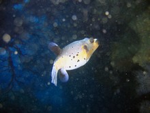 vignette Nouvelle-Caledonie_940.jpg 