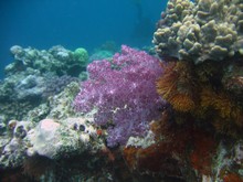 vignette Nouvelle-Caledonie_951.jpg 