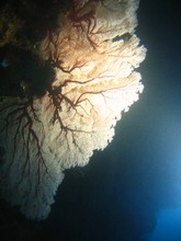 vignette Nouvelle-Caledonie_962.jpg 