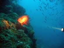 vignette Nouvelle-Caledonie_964.jpg 
