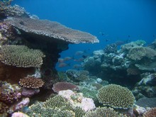 vignette Nouvelle-Caledonie_975.jpg 