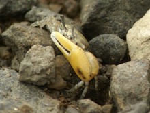 vignette Nouvelle-Caledonie_983.jpg 