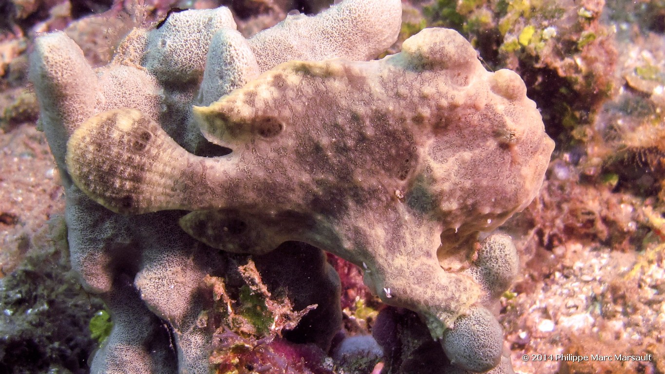 /ecran/Indonesie_2014_0232.jpg