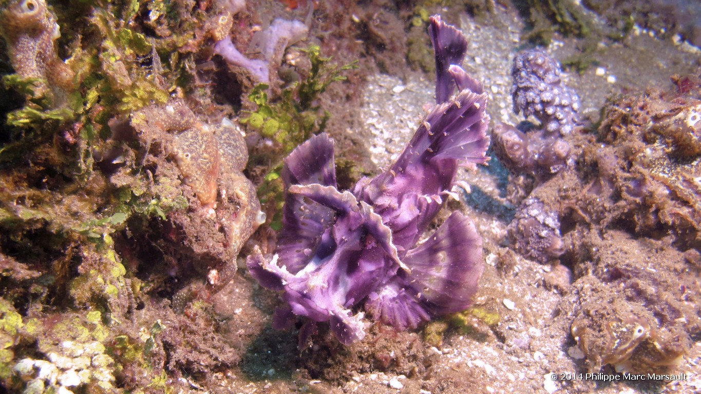/ecran/Indonesie_2014_0235.jpg