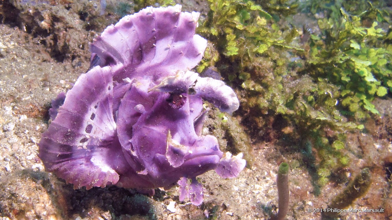 /ecran/Indonesie_2014_0238.jpg