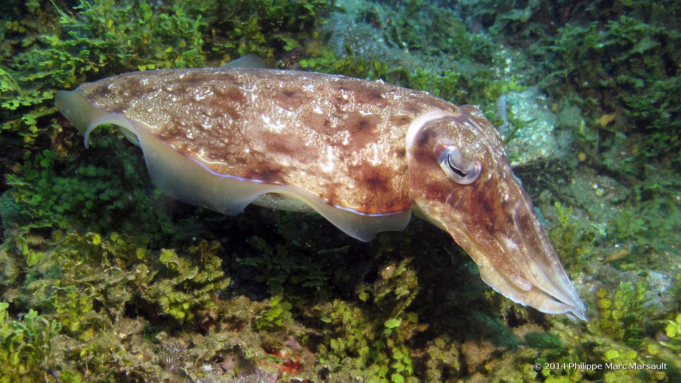 /ecran/Indonesie_2014_0242.jpg