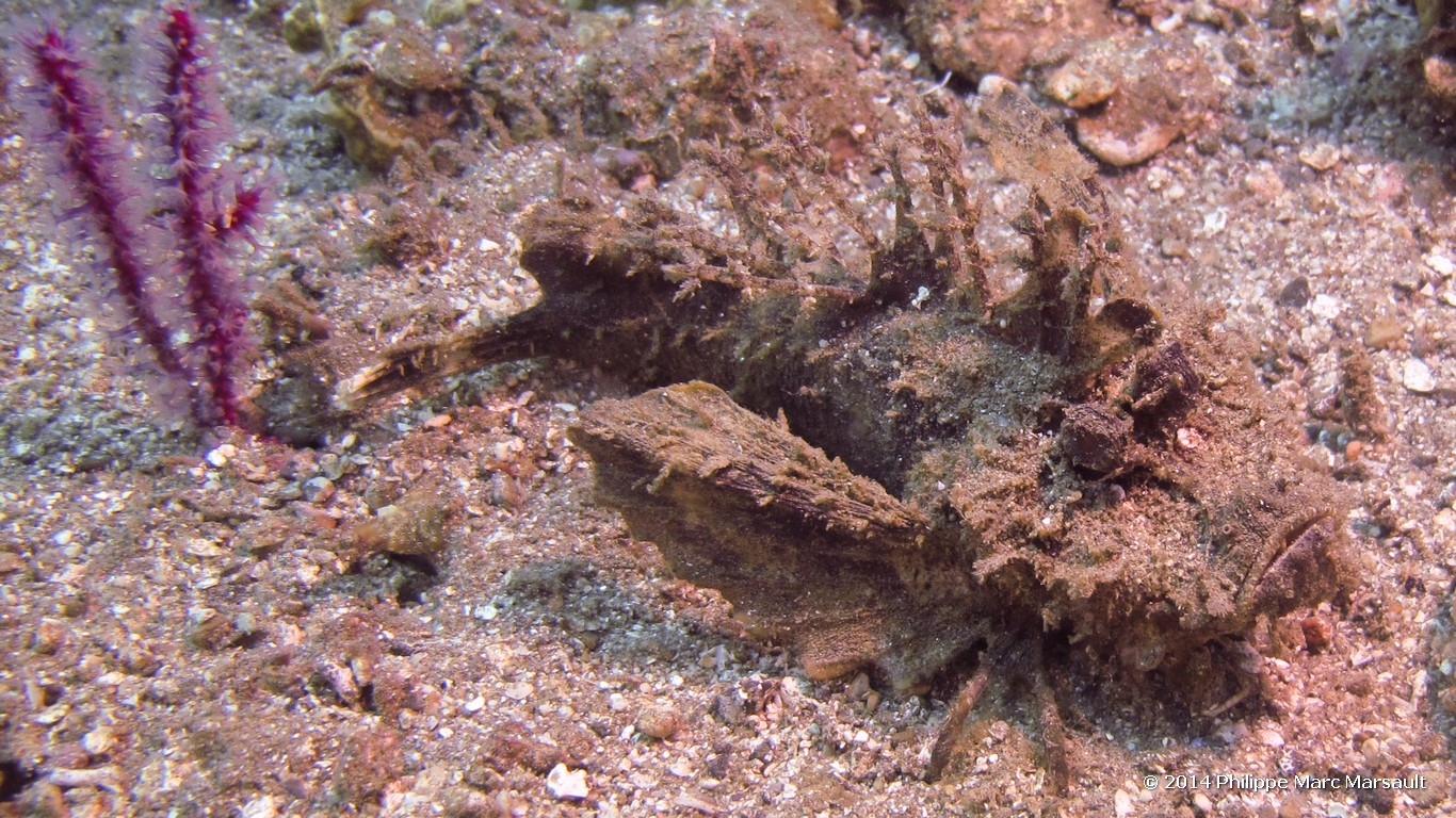 /ecran/Indonesie_2014_0259.jpg